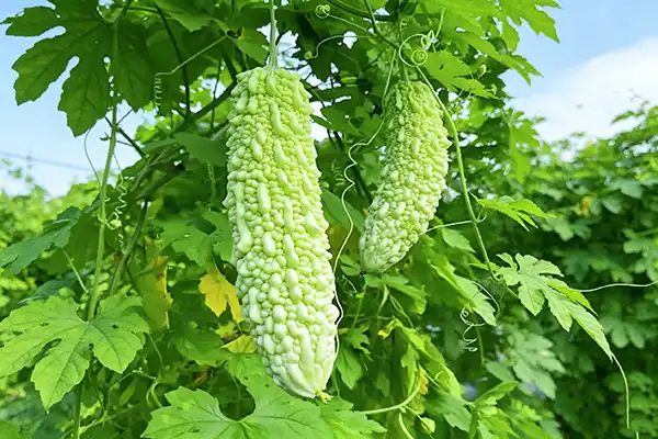 How Fast Does Bitter Melon Extract Powder Deliver Benefits?